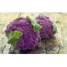 Purple Cauliflower Seeds VIOLET OF SICILY