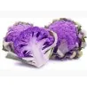 Purple Cauliflower Seeds VIOLET OF SICILY