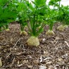 Price: €1.25 - Gigant Praski Celer Seme - 