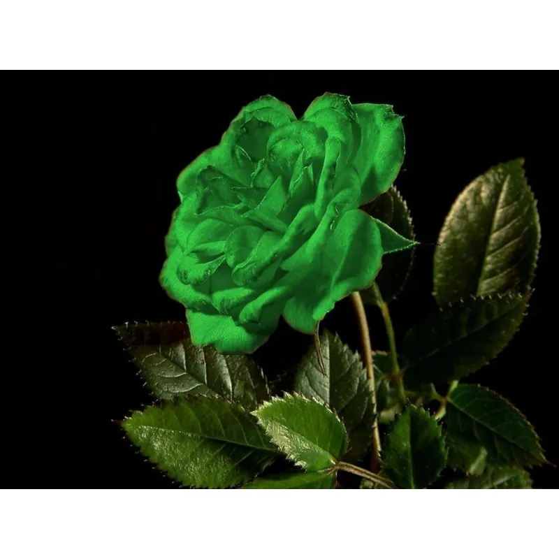 Semillas Rosa Verde
