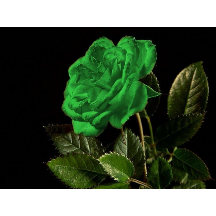 Green Rose Flower Seeds - 293.223938