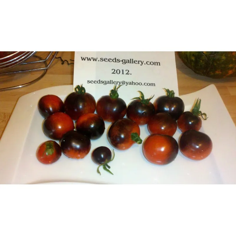 INDIGO ROSE Tomatfrön