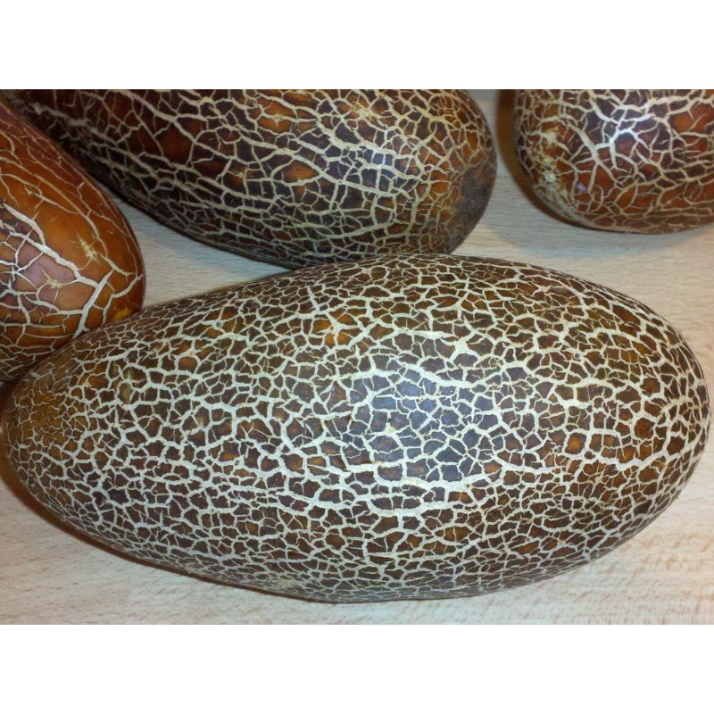 Price: €1.55 - Sikkim gurka frön - Seeds Gallery