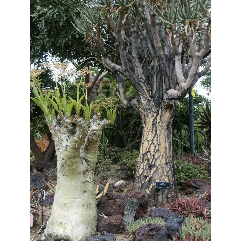 Semi di Uva Selvatica (Cyphostemma juttae)