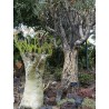 Price: €7.5 - Cyphostemma juttae Samen - 