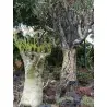 Semi di Uva Selvatica (Cyphostemma juttae)