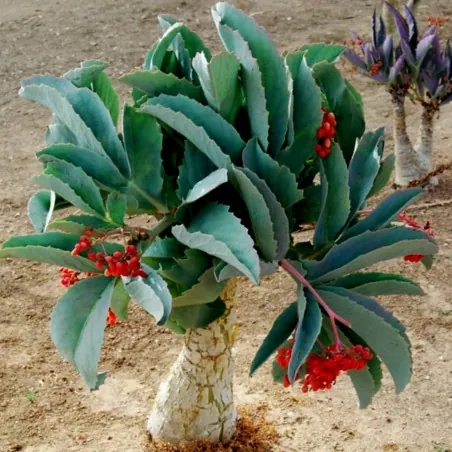 Semillas de Cobas Bastardo (Cyphostemma juttae)