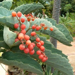 Виноградное дерево семена (Cyphostemma juttae) 7.5 - 2