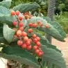 Semillas de Cobas Bastardo (Cyphostemma juttae)