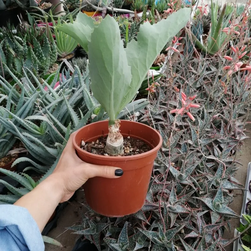 Semillas de Cobas Bastardo (Cyphostemma juttae)