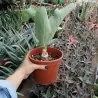 Semillas de Cobas Bastardo (Cyphostemma juttae)