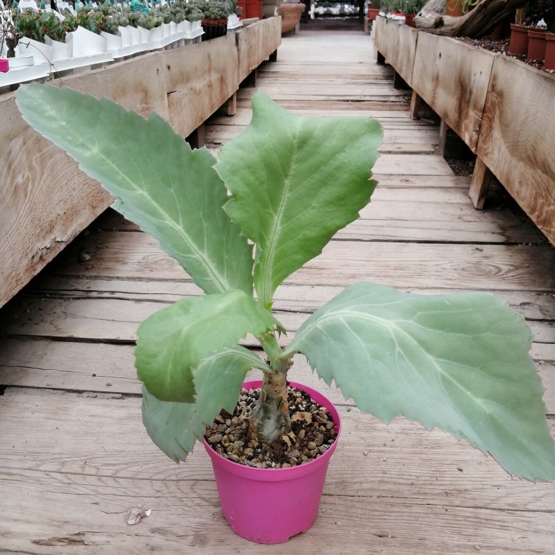 Price: €7.5 - Cyphostemma juttae Samen - 