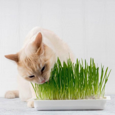 Price: €1.95 - Organic Cat Grass Seeds (Dactylis glomerata) -