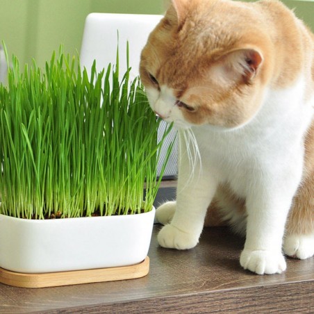 Price: €1.95 - Organic Cat Grass Seeds (Dactylis glomerata) -