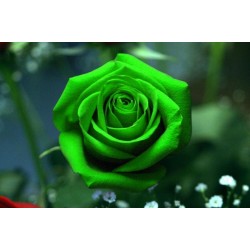 Rose Graines Chinois Rare Vert Rose Fleur 