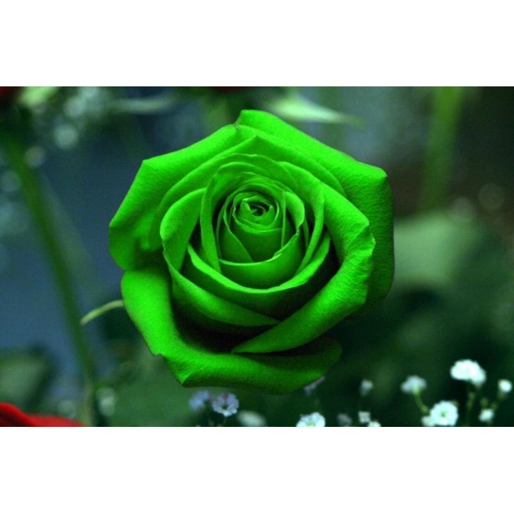 Green Rose Flower Seeds - 293.223938