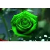 Grüne Rose Blumensamen Lover 's Geschenk