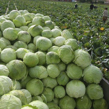 Price: €9.95 - 4000 semena Futoski Kupus - 