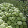Price: €9.95 - 4000 semena Futoski Kupus - 
