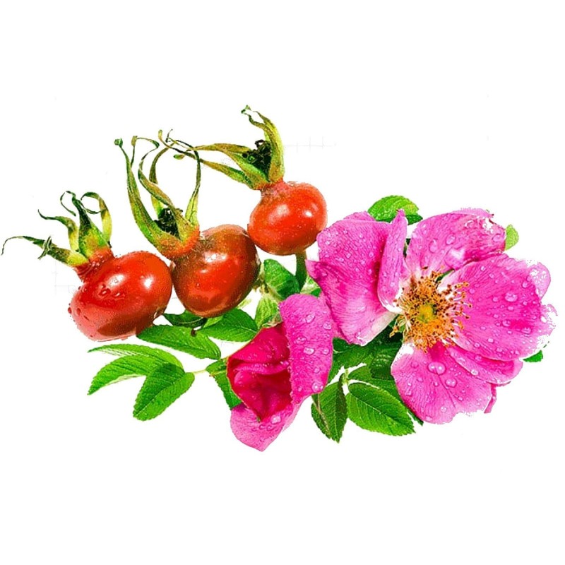 Graines de Rosier rugueux ou Rosier du Japon (Rosa rugosa) 1.65 - 1