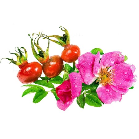 Semi di Rose Giapponese (Rosa rugosa)