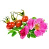 Semillas de Rosa Japonesa, Rosa Ramanas (Rosa rugosa)