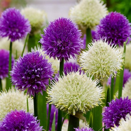 Price: €1.55 - Welsh Onion Seeds (Allium fistulosum) - Seeds Gallery