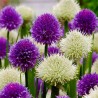 Price: €1.55 - Welsh Onion Seeds (Allium fistulosum) - Seeds Gallery