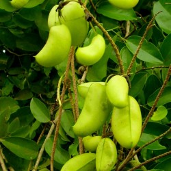 Afrikanische Schwarzbohne Samen (Griffonia simplicifolia) 3.95 - 1