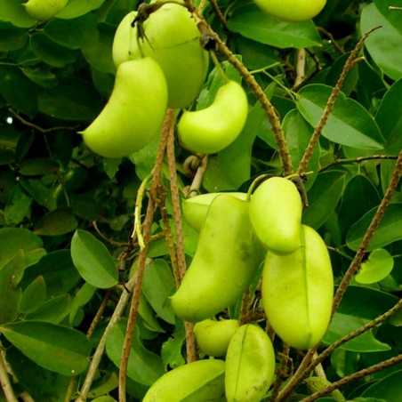 Price: €3.95 - Graines de Griffonia simplicifolia -