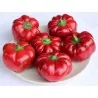 Graines de poivron hongrois GREYGO
