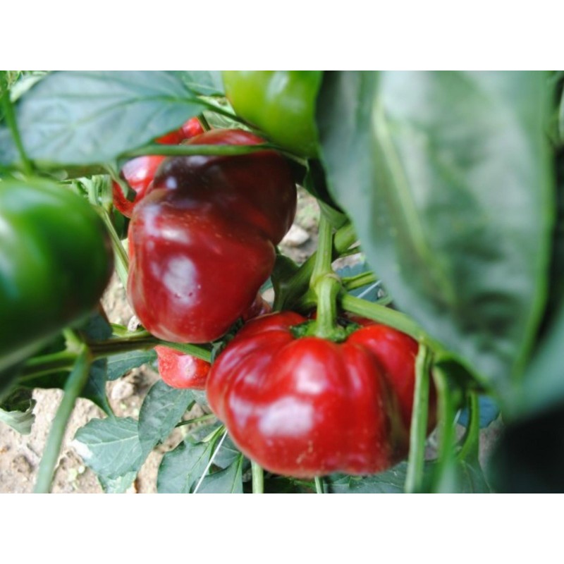 Price: €1.55 - GREYGO Hungarian sweet pepper seeds - 