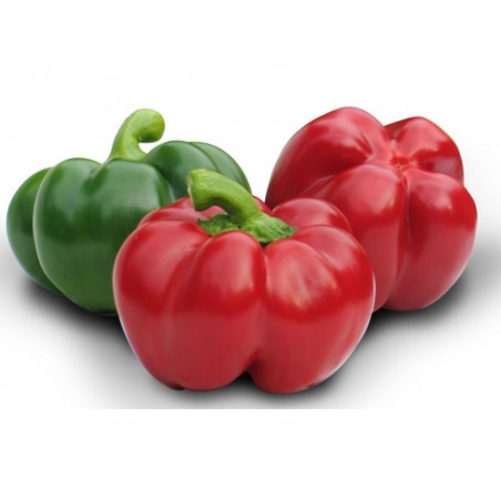 Price: €1.55 - GREYGO Hungarian sweet pepper seeds -