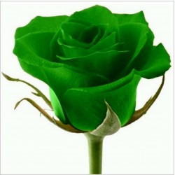 Rose Graines Chinois Rare Vert Rose Fleur 