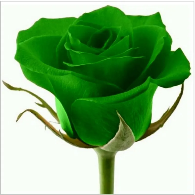 Grüne Rose Blumensamen Lover 's Geschenk