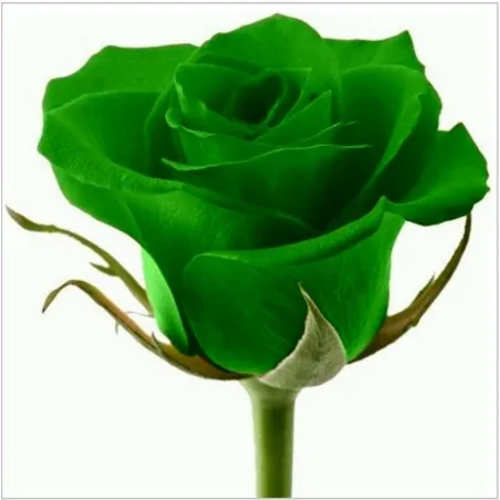 Grüne Rose Blumensamen Lover 's Geschenk