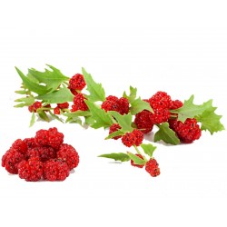 Price: €1.55 - Σπόροι Φράουλα Σπανάκι - Seeds Gallery
