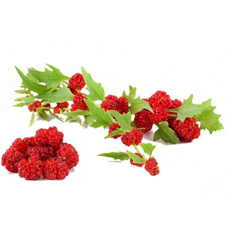 Price: €1.55 - Jagodasti Spanjac Seme (Chenopodium foliosum) - Seeds Gallery
