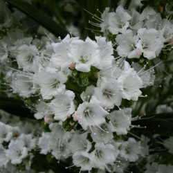 Echium - Snow Tower Seeds 2.5 - 2