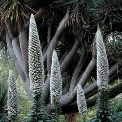 Price: €2.5 - Semi di VIPERINA DI TENERIFE Bianco - 