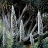 Sementes De Torre De Jóias Branco