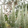 Echium - Snow Tower Seeds