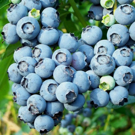 Price: €1.85 - Amer. Hochbüschige Heidelbeere Samen (Vaccinium corymbosum) -