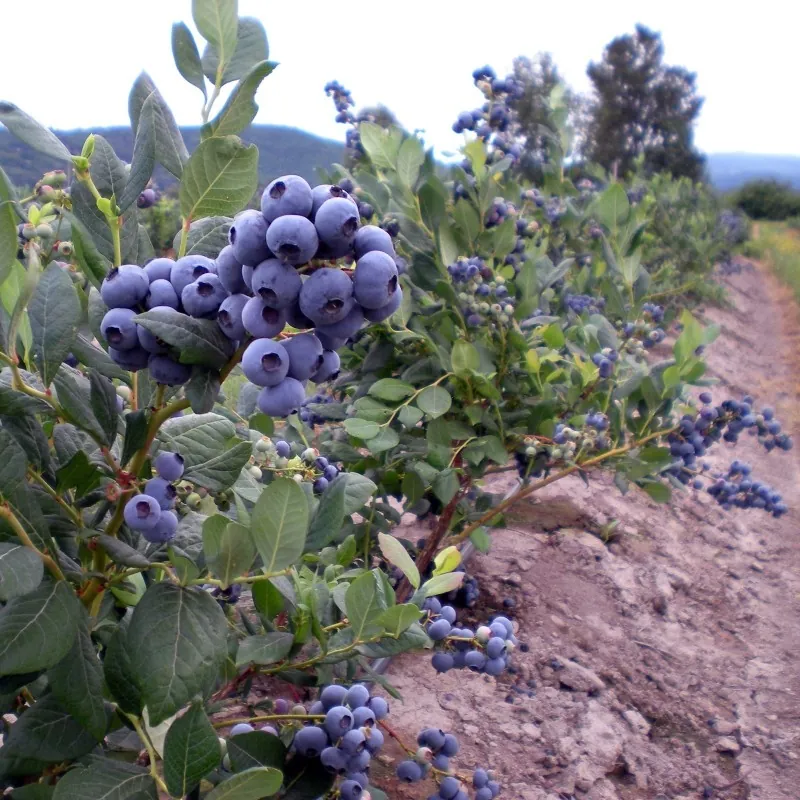 Semillas de Arándano americano highbush (Vaccinum Corymbosum)