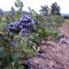 Price: €1.85 - Amer. Hochbüschige Heidelbeere Samen (Vaccinium corymbosum) - 