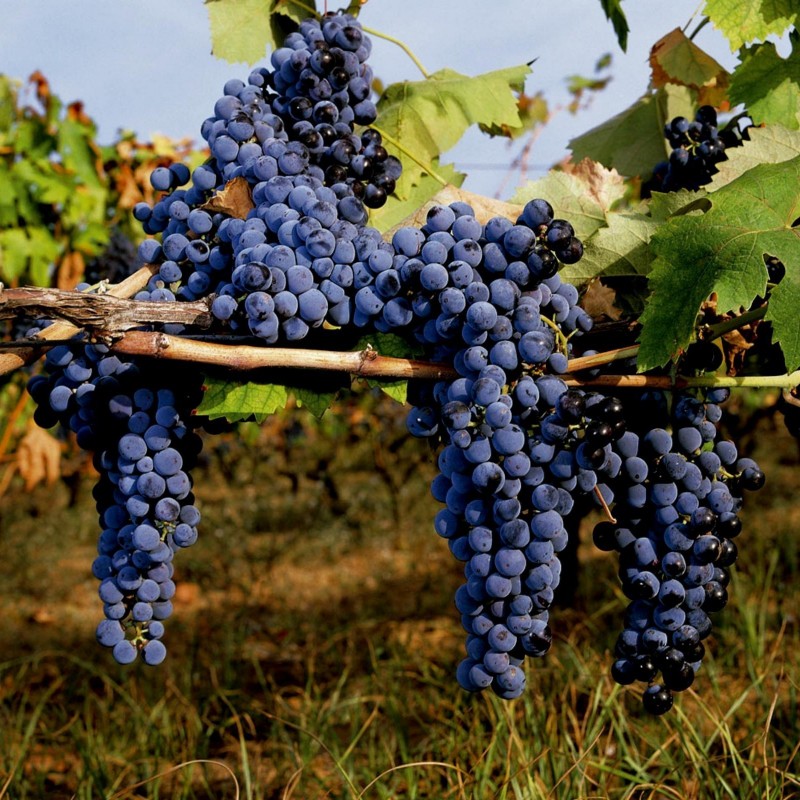 Price: €1.95 - Semillas de Uva negro (vitis vinifera) - 