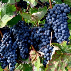 Schwarze Weintraube Samen (vitis vinifera) 1.55 - 3