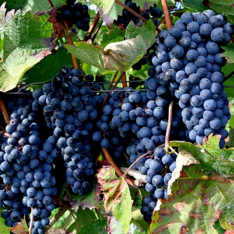 Price: €1.95 - Σπόροι μαύρο Σταφύλι (vitis vinifera) - 