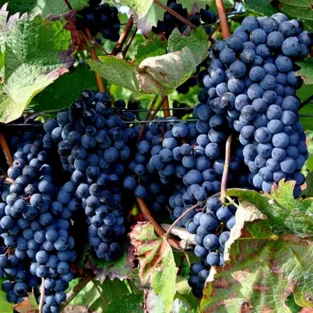 Schwarze Weintraube Samen (vitis vinifera)