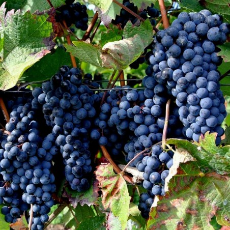 Price: €1.95 - Sementes uva preta - o fruto da videira -